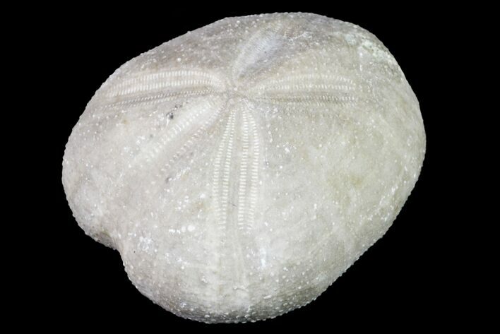 Cretaceous Sea Urchin (Hemiaster) Fossil - Texas #156370